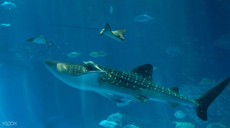 沖繩美麗海水族館,照片來源:KLOOK 沖繩美麗海水族館,照片來源:KLOOK