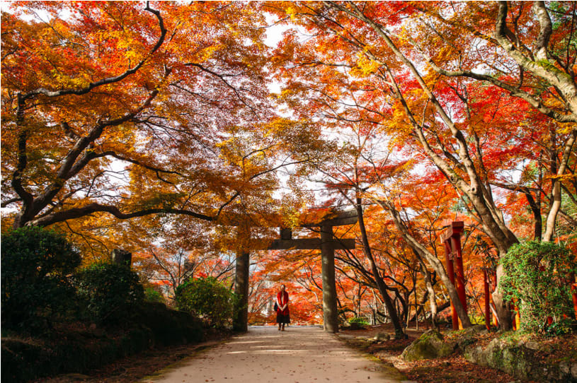 竈門神社 來源:官網 竈門神社 來源:官網