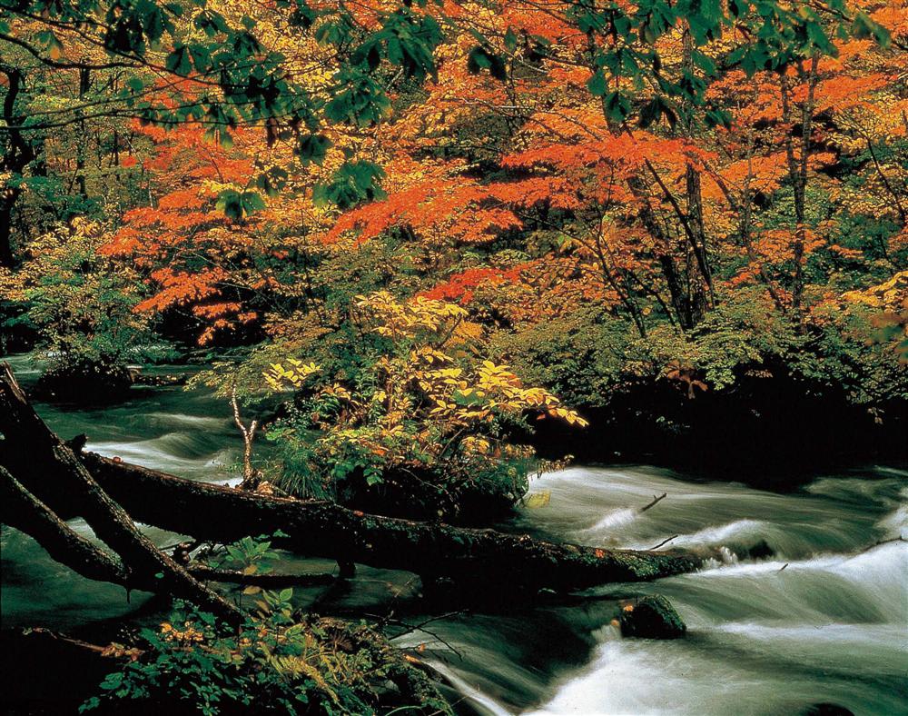 青森縣奧入瀨溪流 來源:Tabirai Japan 青森縣奧入瀨溪流 來源:Tabirai Japan
