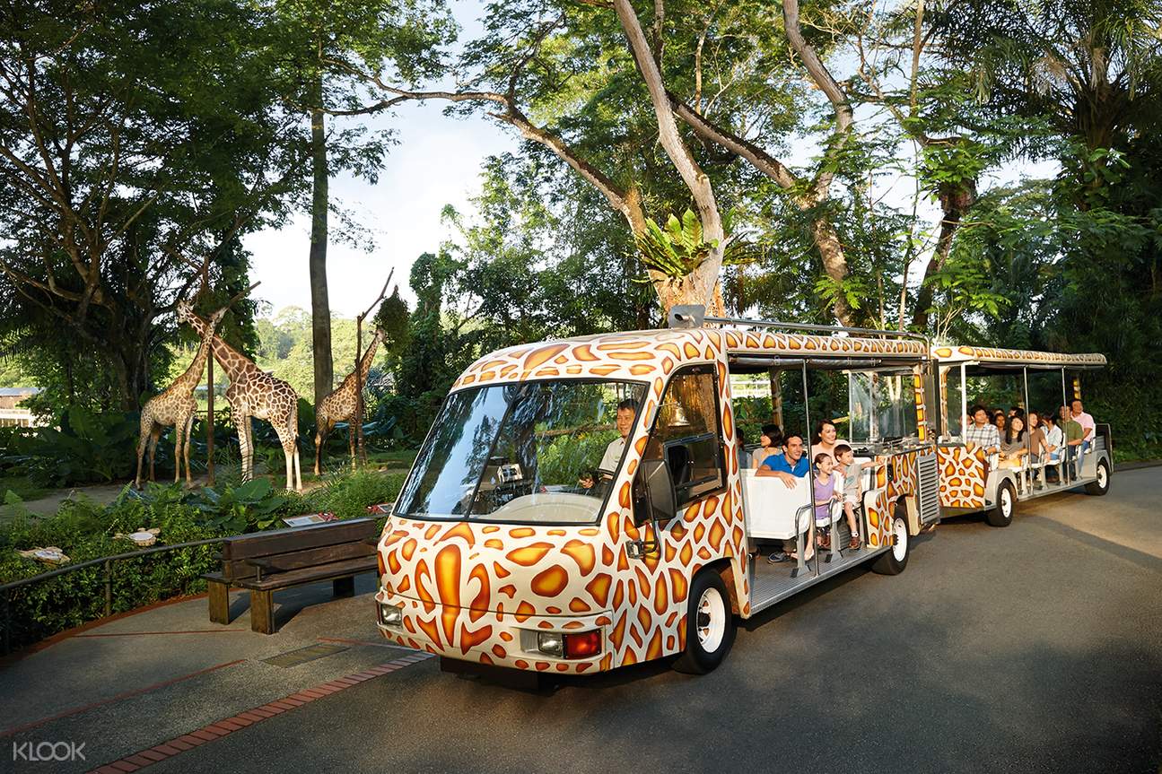 遊園專車取代步行，輕鬆遊覽整個動物園。