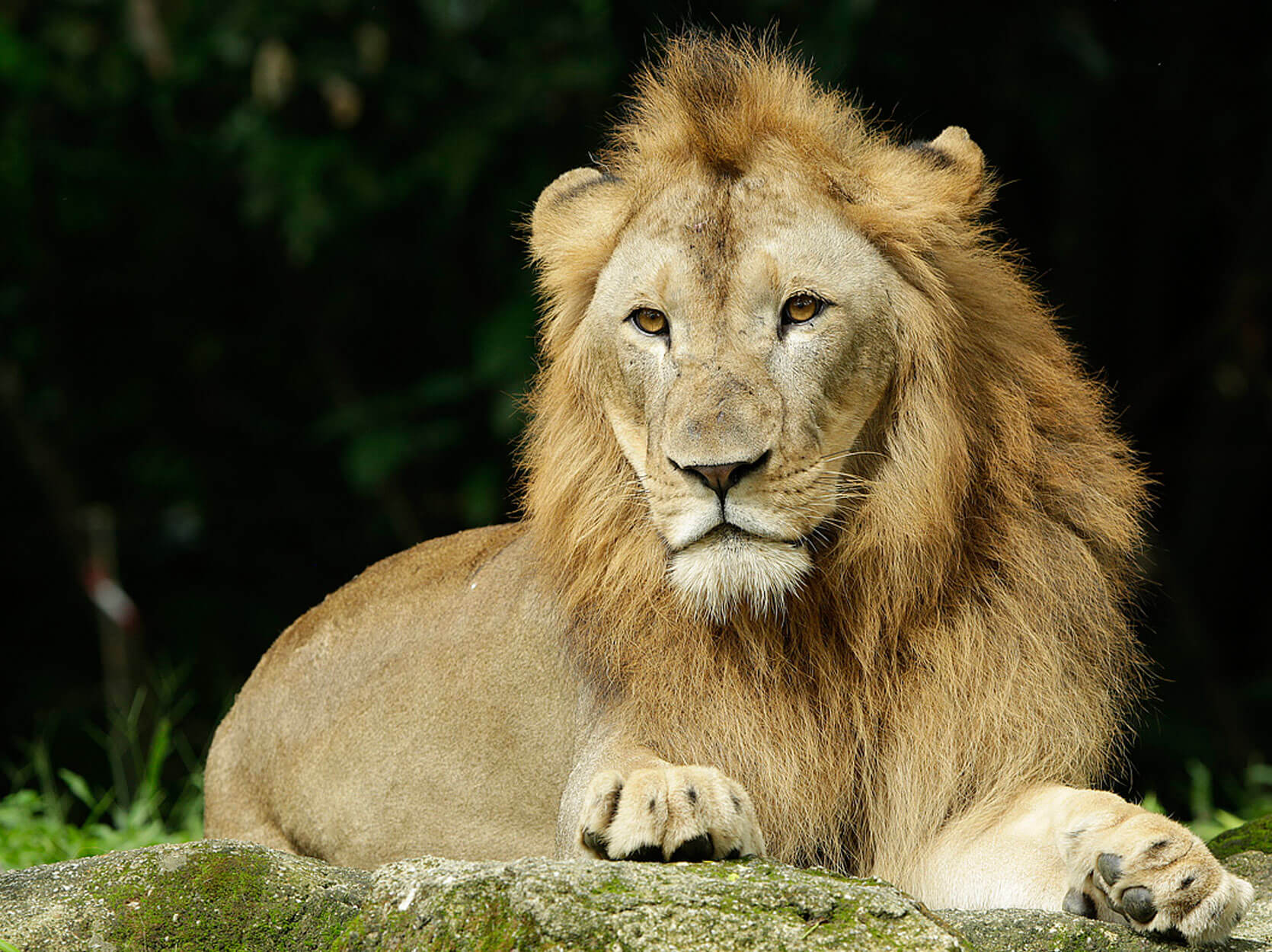 森林之王--獅子，果然就是令人肅然起敬。(圖片取自新加坡動物園官網)