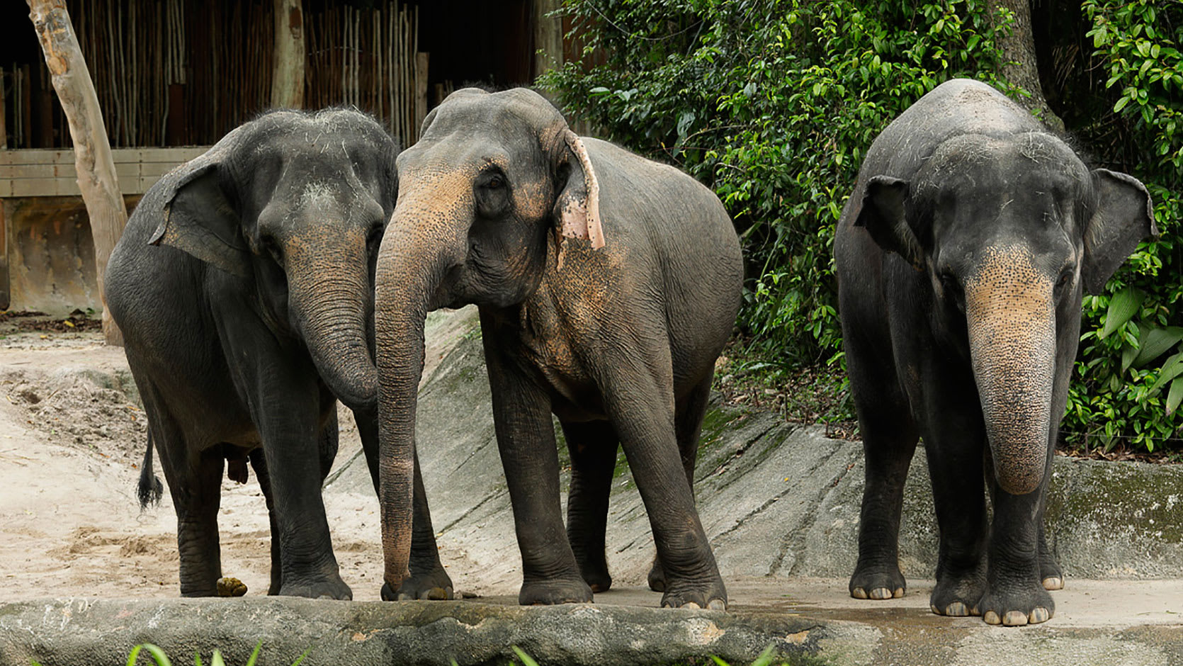 大象既溫馴又聰明。(圖片取自新加坡動物園官網)