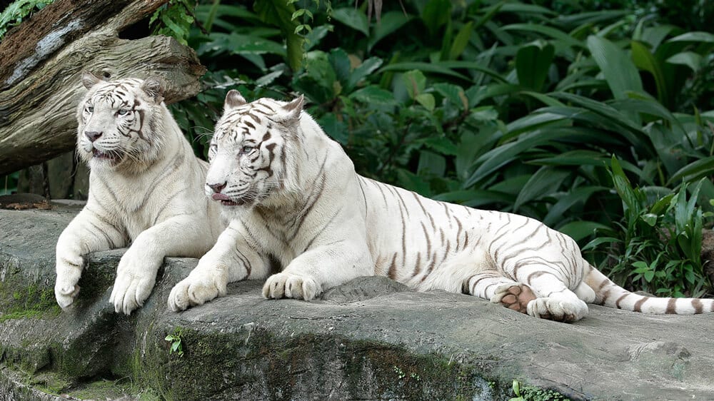 白老虎慵懶的姿態。(圖片取自新加坡動物園官網)