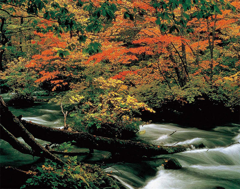 十和田湖的山水之景,美不剩收。(圖片取自www.rurubu.com)