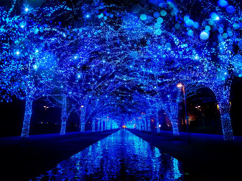 代代木公園青の洞窟 來源:fb @aodo.jp 代代木公園青の洞窟 來源:fb @aodo.jp
