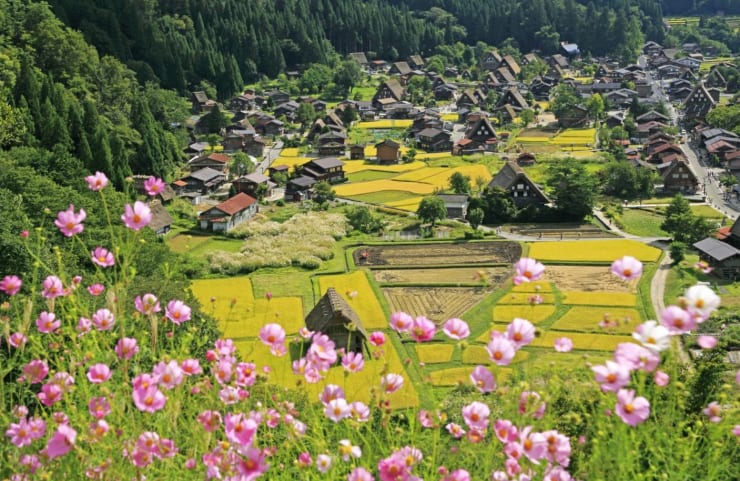 合掌村夏景。(圖片取自zh-tw.zekkeijapan.com) 合掌村夏景。(圖片取自zh-tw.zekkeijapan.com)