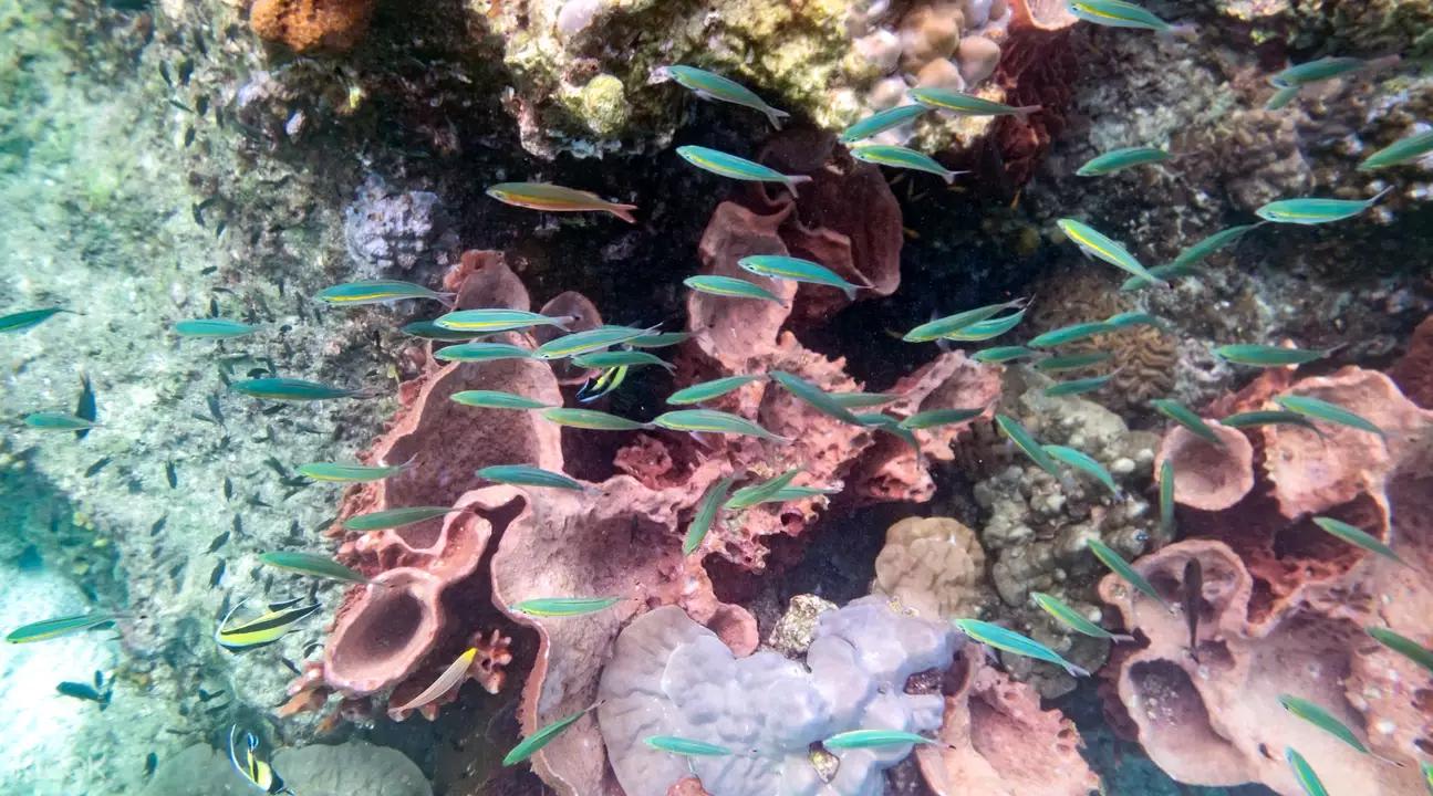 ▲ 海底生態豐富,彩色的魚兒悠遊其中。 麗貝島海底景致