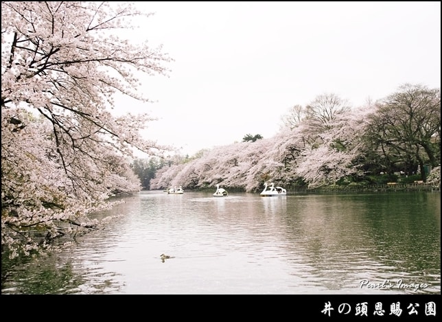 井之頭恩賜公園，Flickr授權作者Pearl Hsieh，http://t.cn/EqXBJnI