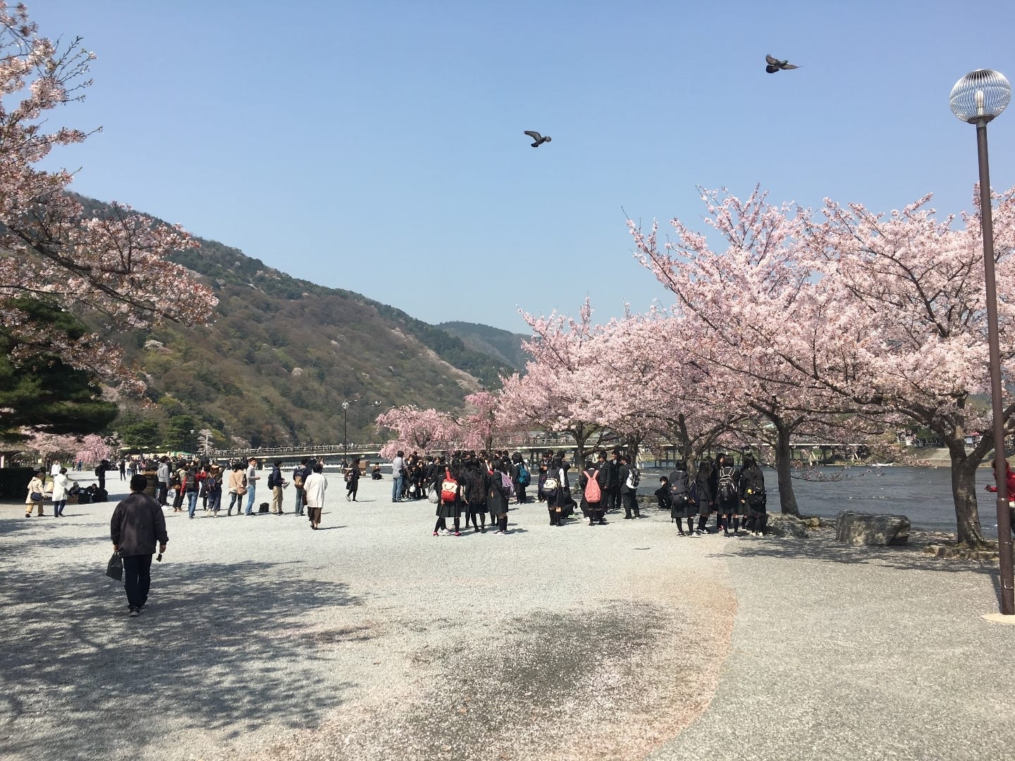 渡月橋是春季賞櫻、秋季賞楓勝地，優雅的造型與自然景色和諧融洽