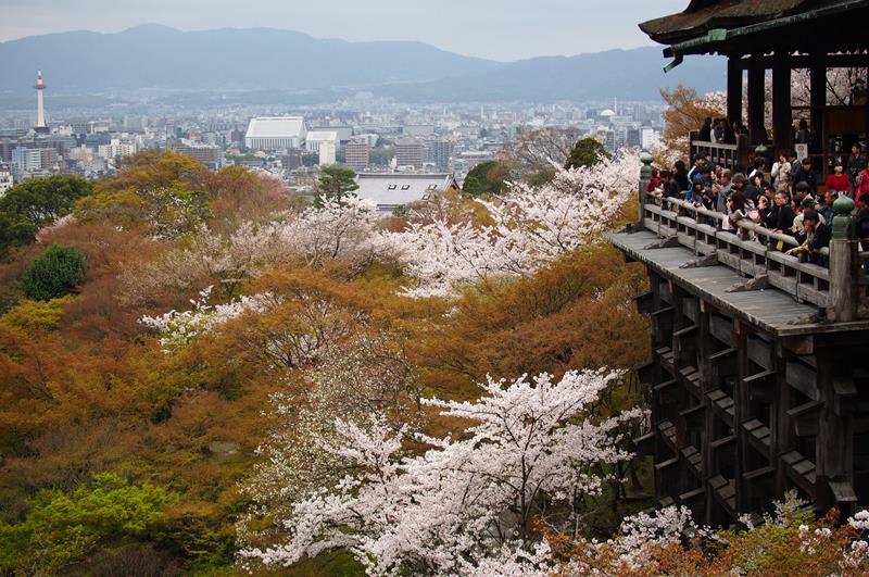 京都清水寺花期大約落在3月27日開花（照片來源：othree@Flickr）https://bit.ly/2CjFq75