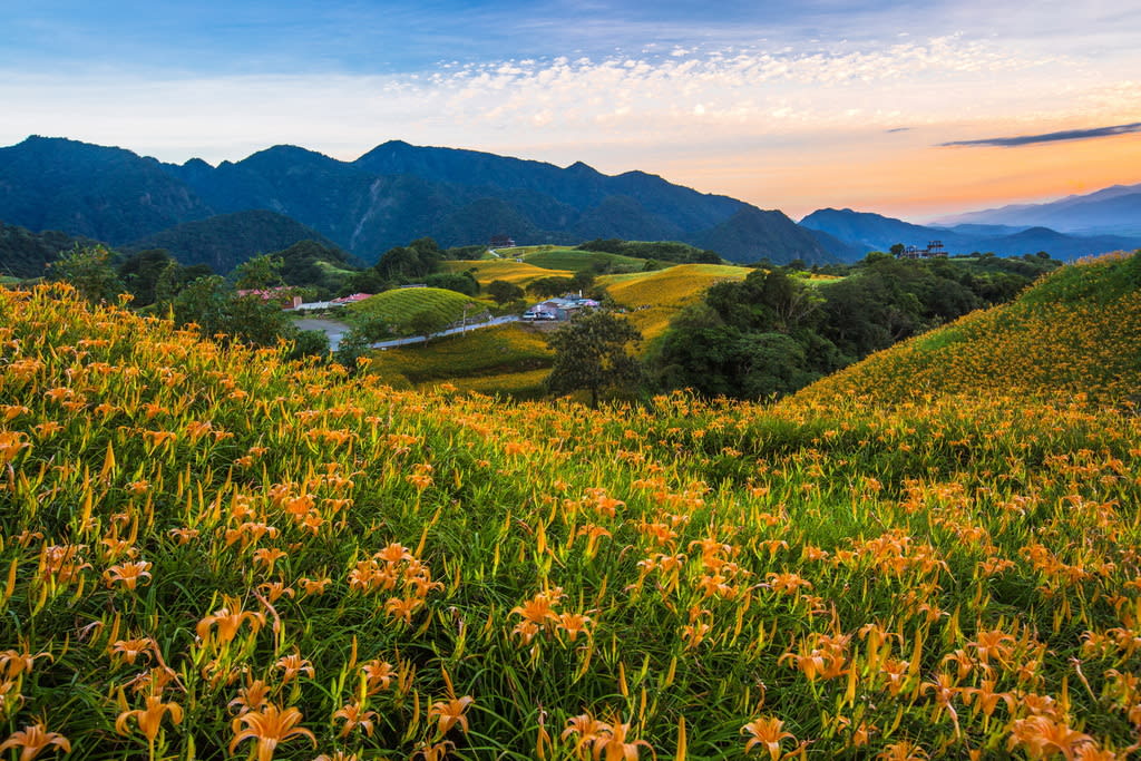 六十石山金針花季 來源：花東縱谷國家風景區