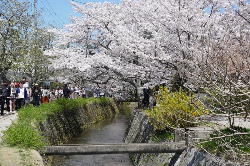 哲學之道兩旁櫻花（照片來源：ダイナモ＠Photozou）https://bit.ly/2sz7qz0