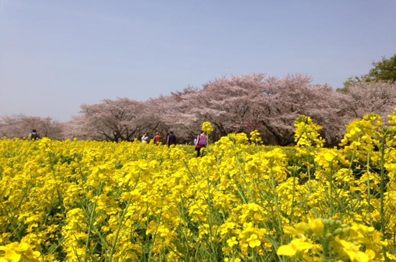 （照片來源：國營昭和記念公園官網）http://www.showakinen-koen.jp/info-flower/