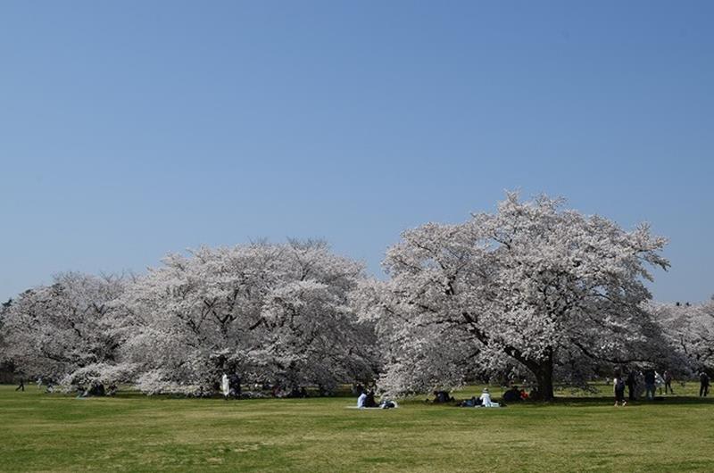 （照片來源：國營昭和記念公園官網）http://www.showakinen-koen.jp/info-flower/