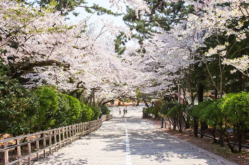 帝皇山公園的櫻花盛開（照片來源：昌原市政廳）https://bit.ly/2M0Cbps