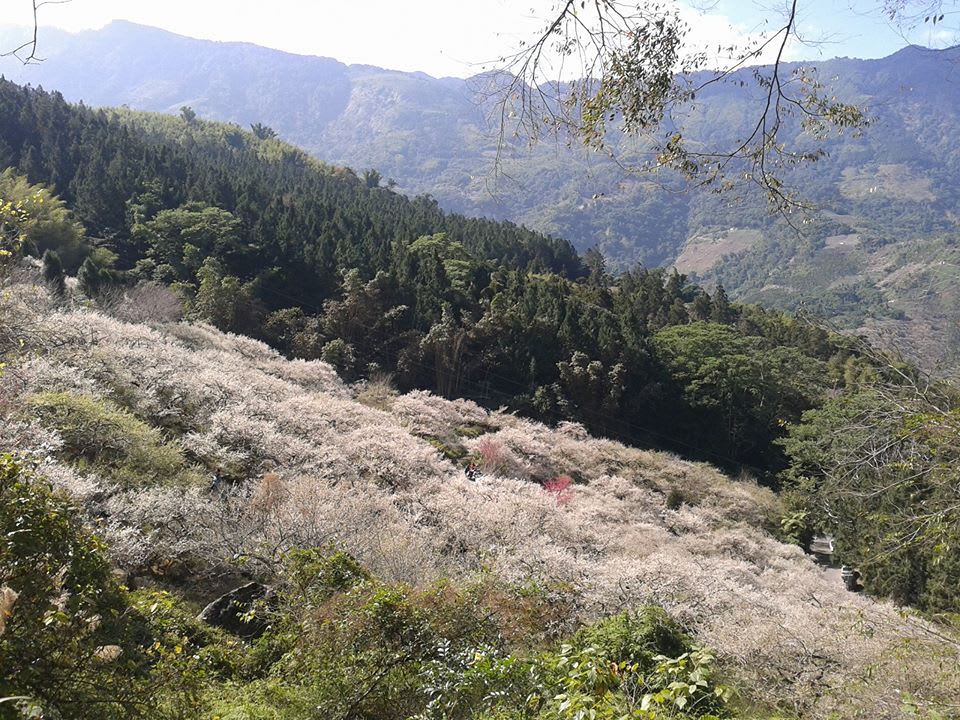 張家堡森林梅園賞梅 來源：fb@張家堡森林梅園