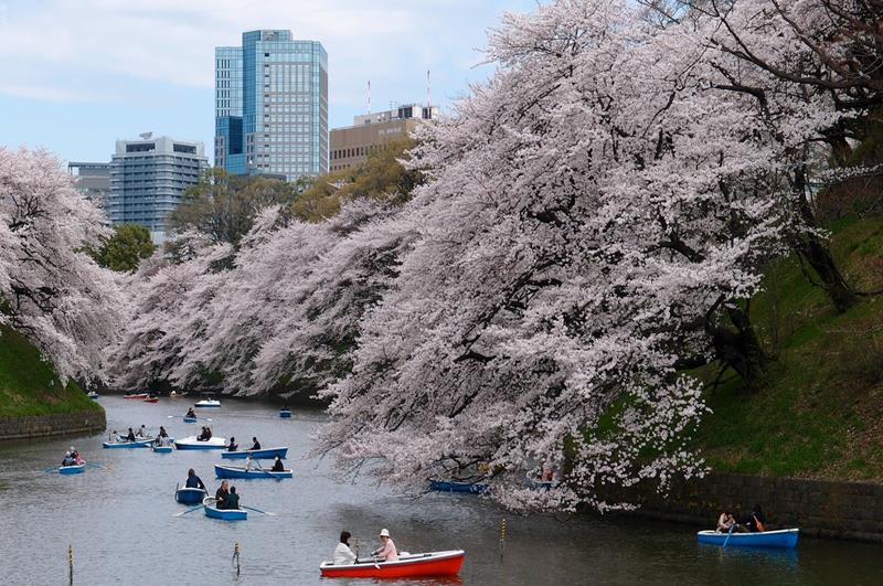 往年東京千鳥淵公園的櫻花盛況（照片來源：Pexels）https://bit.ly/2Frffz5