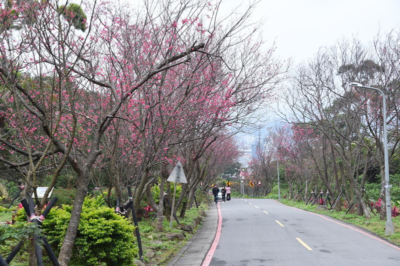 復興三路櫻花隧道〈照片來源：台北市政府觀光傳播局〉