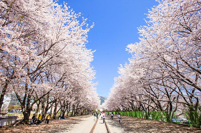 慶和站櫻花道（照片來源：昌原市政廳）https://bit.ly/2M0Cbps