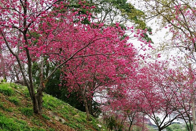 新社櫻木花道（照片來源：臺中市新社區公所）