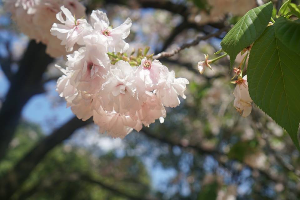 櫻花，Photo by Artshen