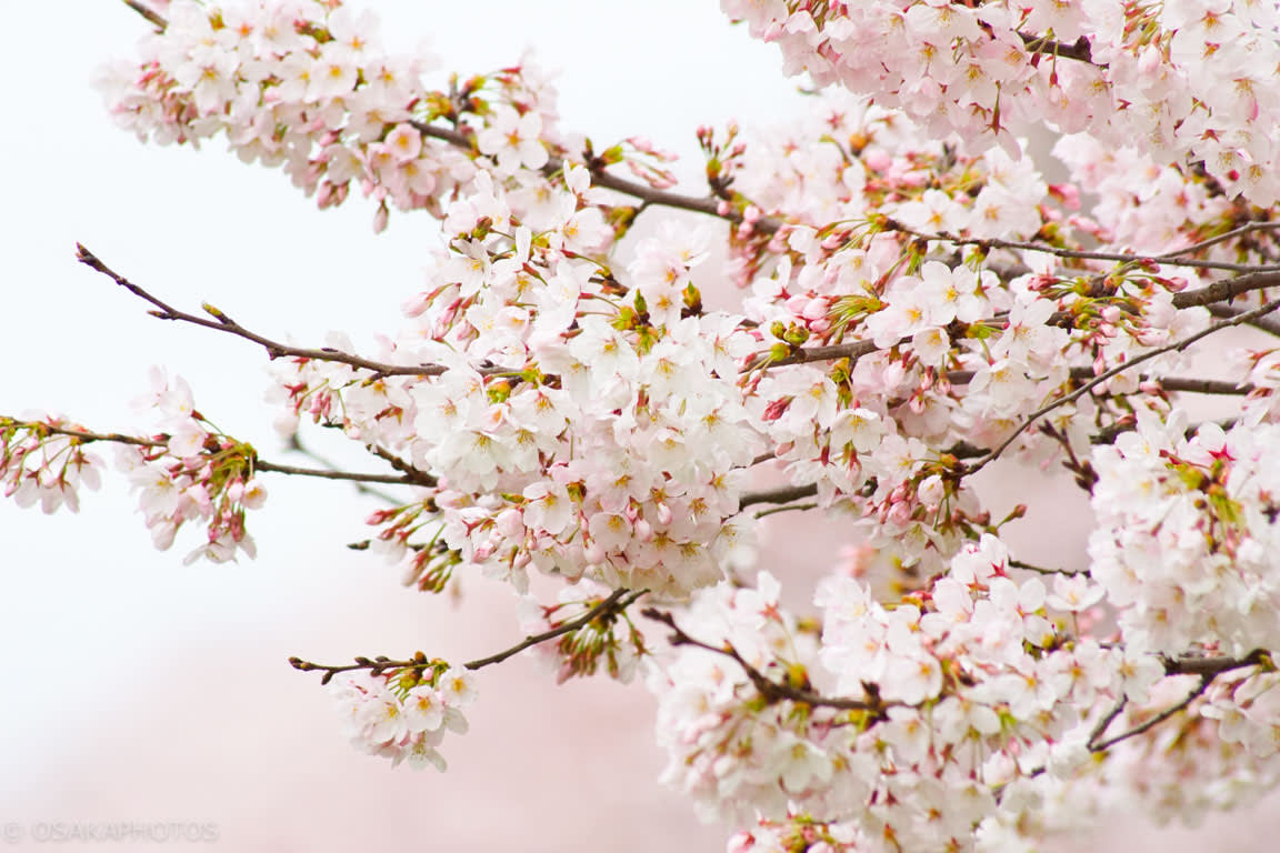 【2019櫻花季】日本京都櫻花哪裡看？京都櫻花景點懶人包 時間交通一次搞定圖片取自osakaphotos.com