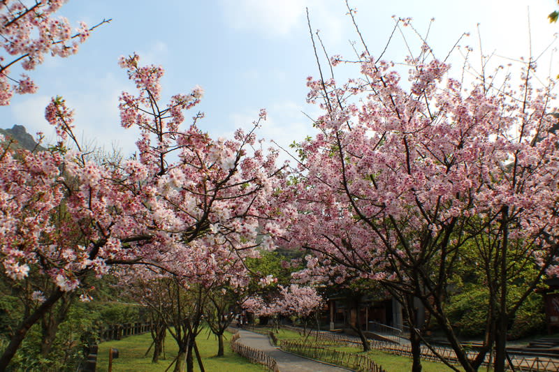 黃金博物館櫻花（照片來源：sam tao＠flickr.com）https://bit.ly/2sHacSF