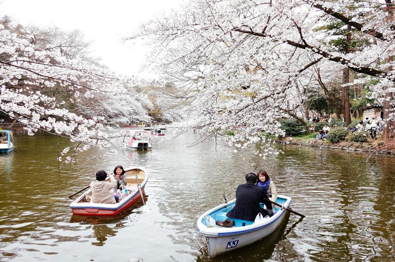 人們在井之頭恩賜公園划船賞櫻（照片來源：Dick Thomas Johnson@Flickr）https://bit.ly/2FBLNqe