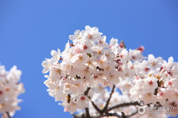 濟州大櫻花 來源:來源:韓國觀光公社 濟州大櫻花 來源:來源:韓國觀光公社