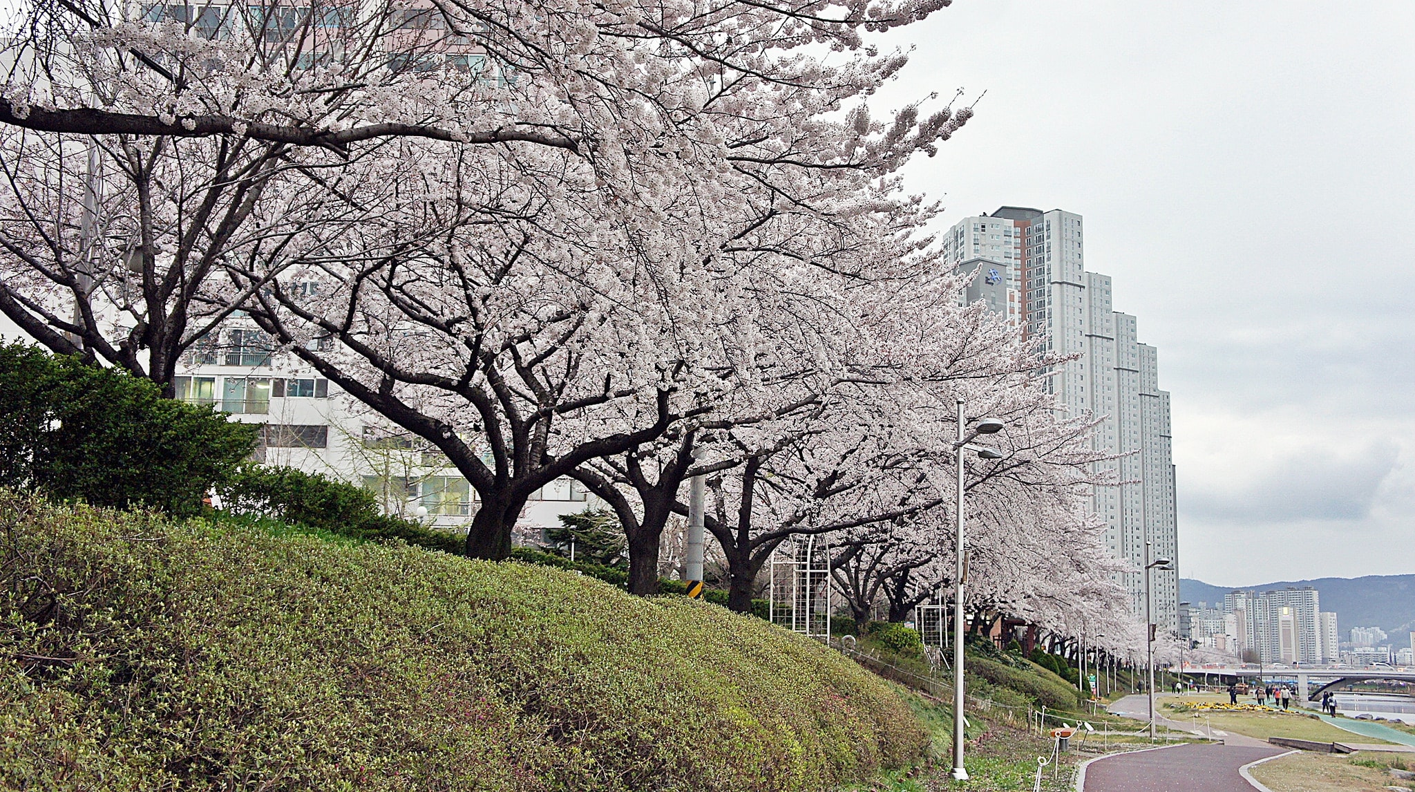 溫泉川市民公園 來源:flickr@Junoo Kim 溫泉川市民公園 來源:flickr@Junoo Kim