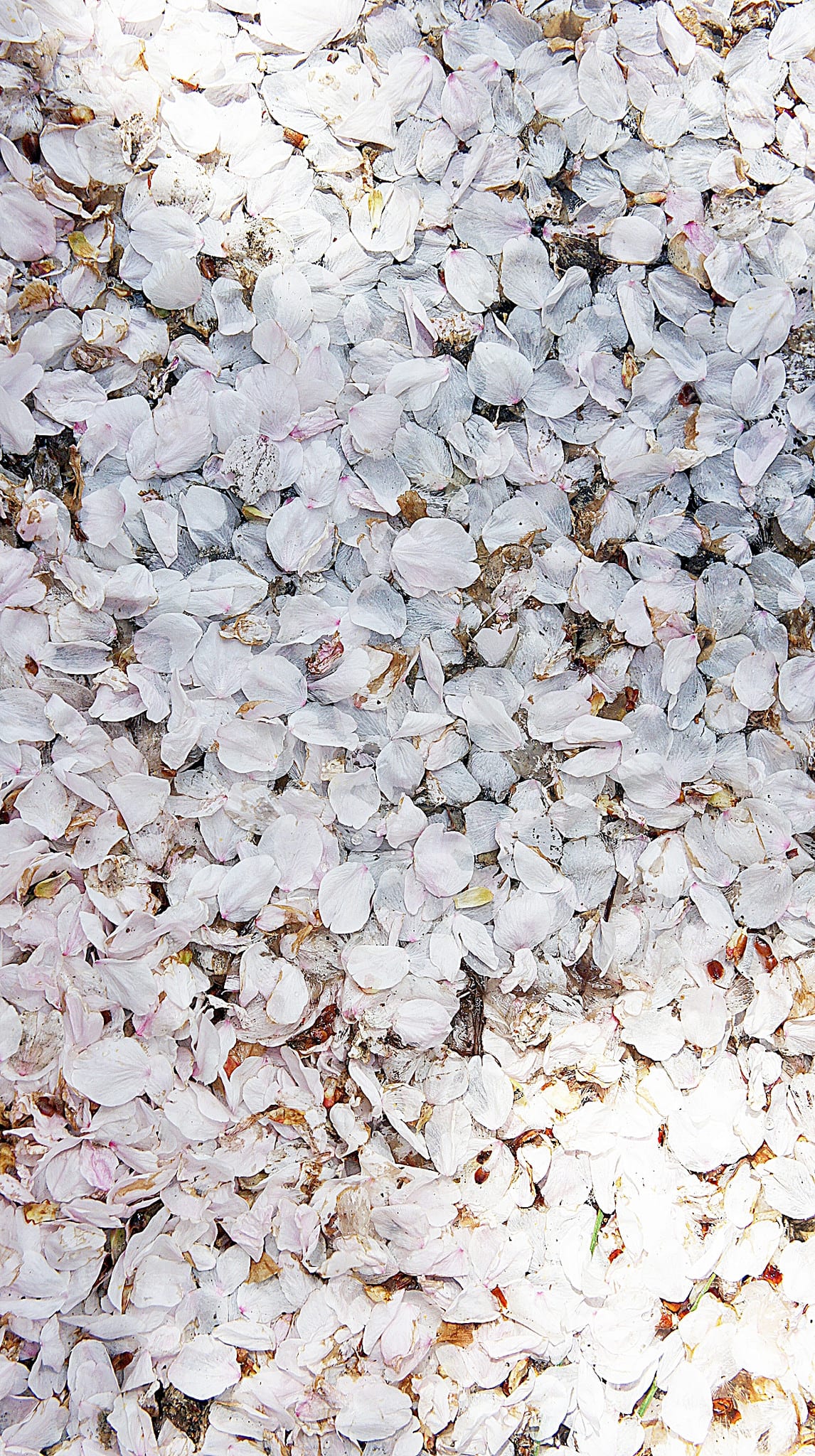 南川洞櫻花路 來源:flickr@Junoo Kim 南川洞櫻花路 來源:flickr@Junoo Kim
