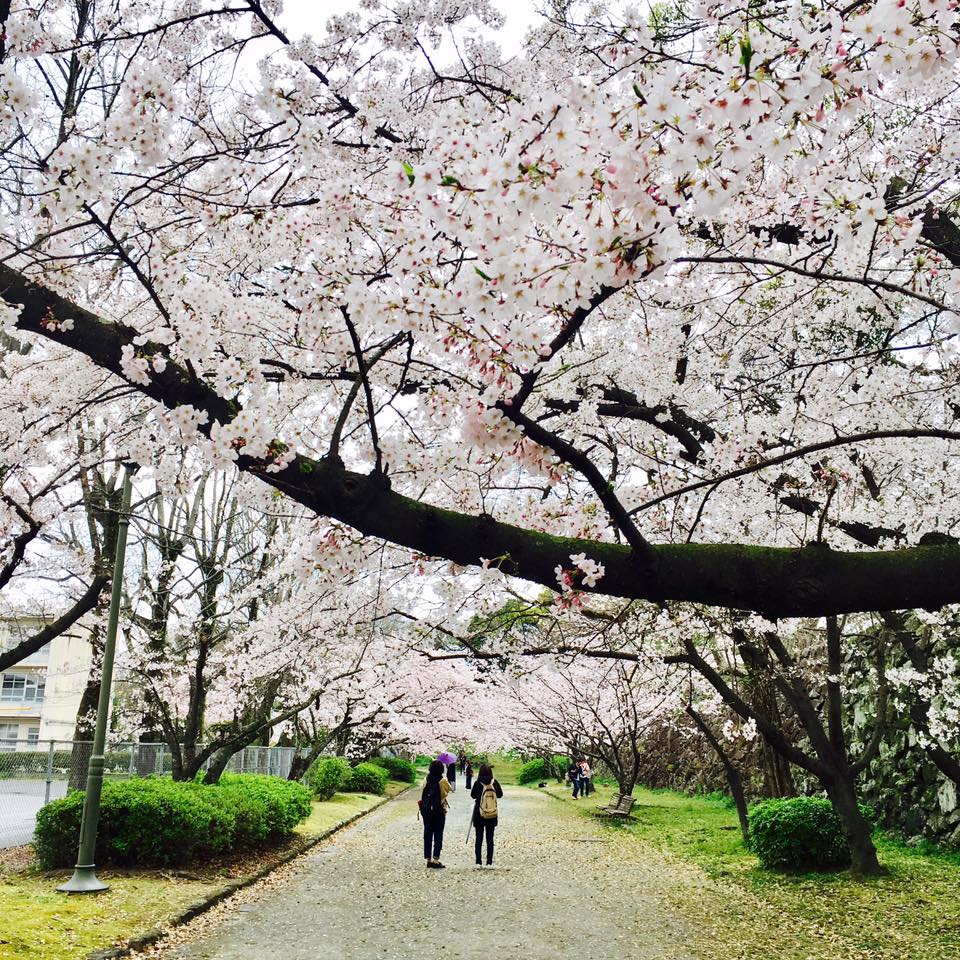 九州櫻花景點:舞鶴公園 來源:fb@@infosakura2012 九州櫻花景點:舞鶴公園 來源:fb@@infosakura2012