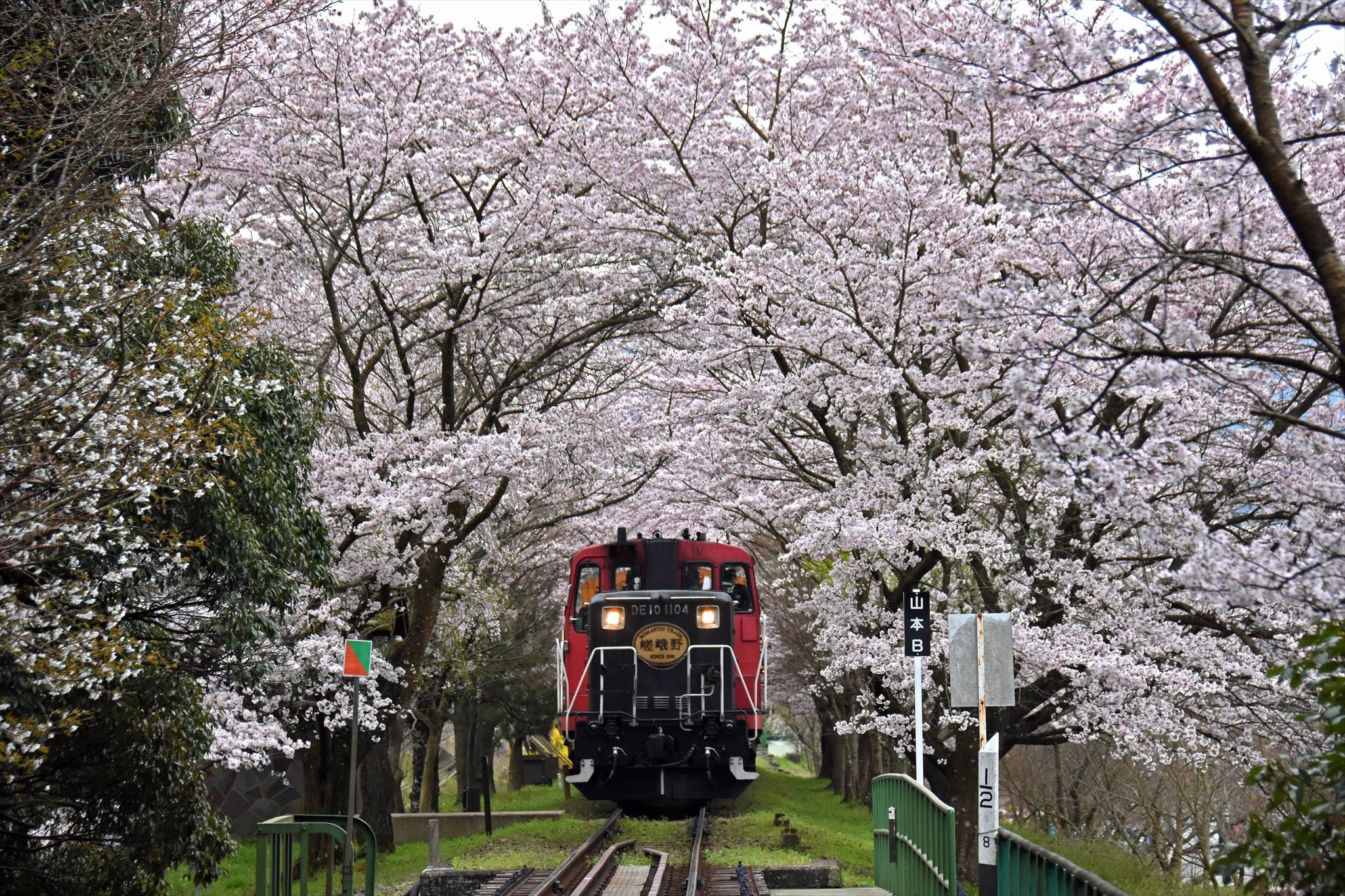 搭乘嵐山小火車賞櫻花美景,既愜意又輕鬆。(圖片取自嵯峨野觀光鐵道FB粉絲團) 搭乘嵐山小火車賞櫻花美景,既愜意又輕鬆。(圖片取自嵯峨野觀光鐵道FB粉絲團)