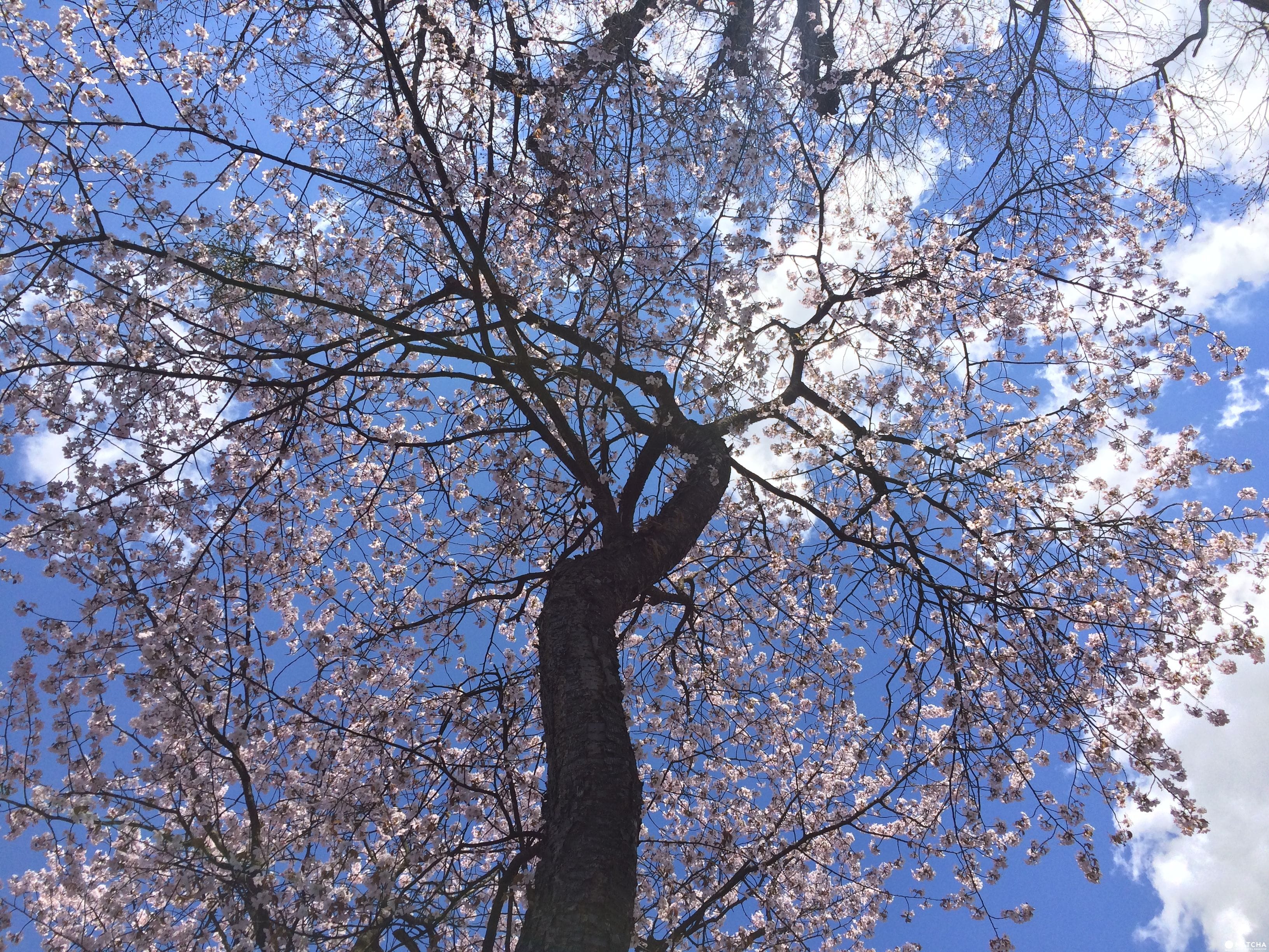 藍天白雲下，靜謐的鳥沼公園盛開的櫻花樹。（圖片取自matcha-jp.com）