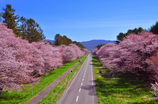 「二十間道路櫻並木」靜僻筆直，感覺格外浪漫壯觀。（圖片取自www.shinhidaka-hokkaido.jp）