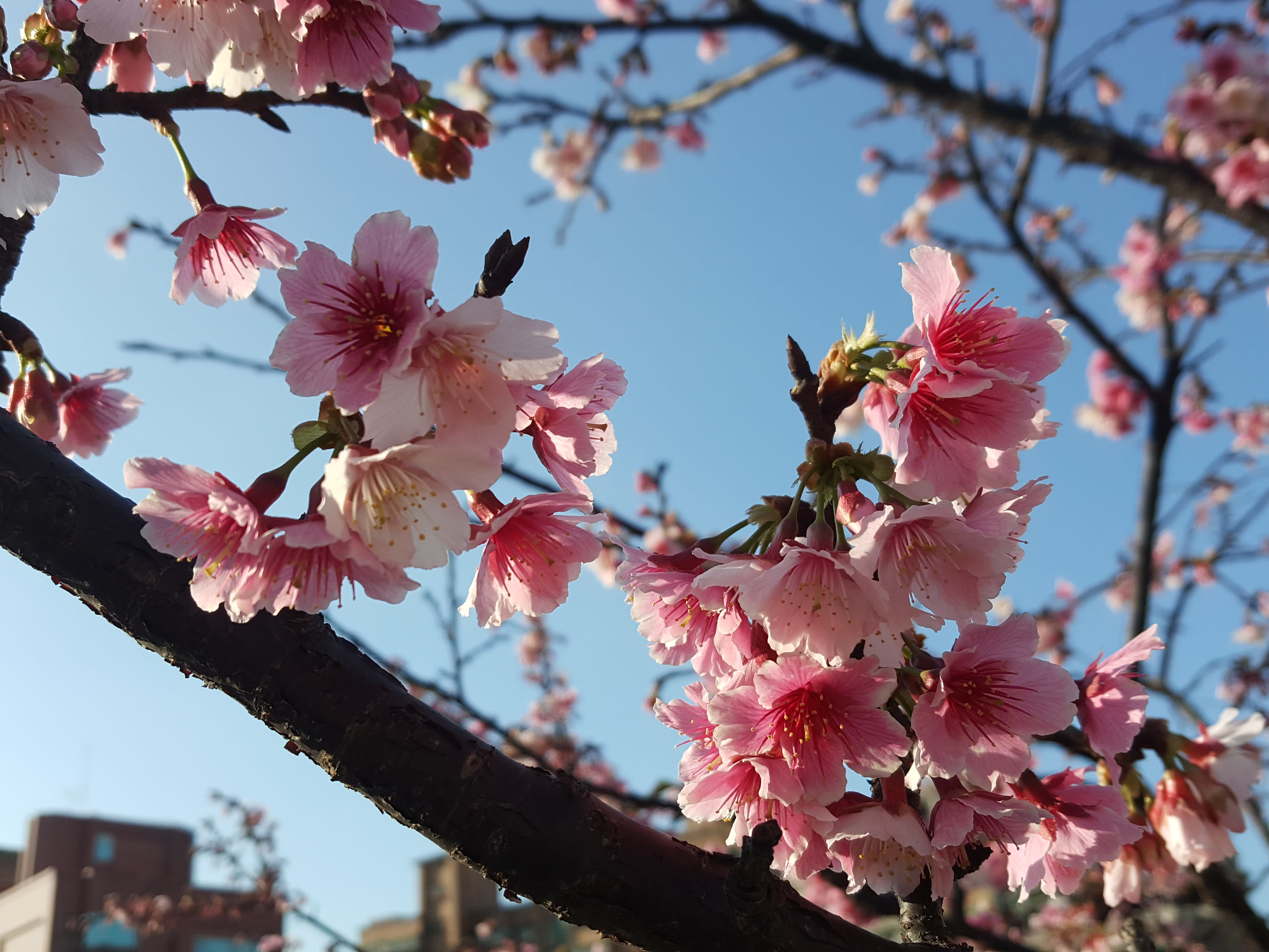 內湖樂活公園-寒櫻