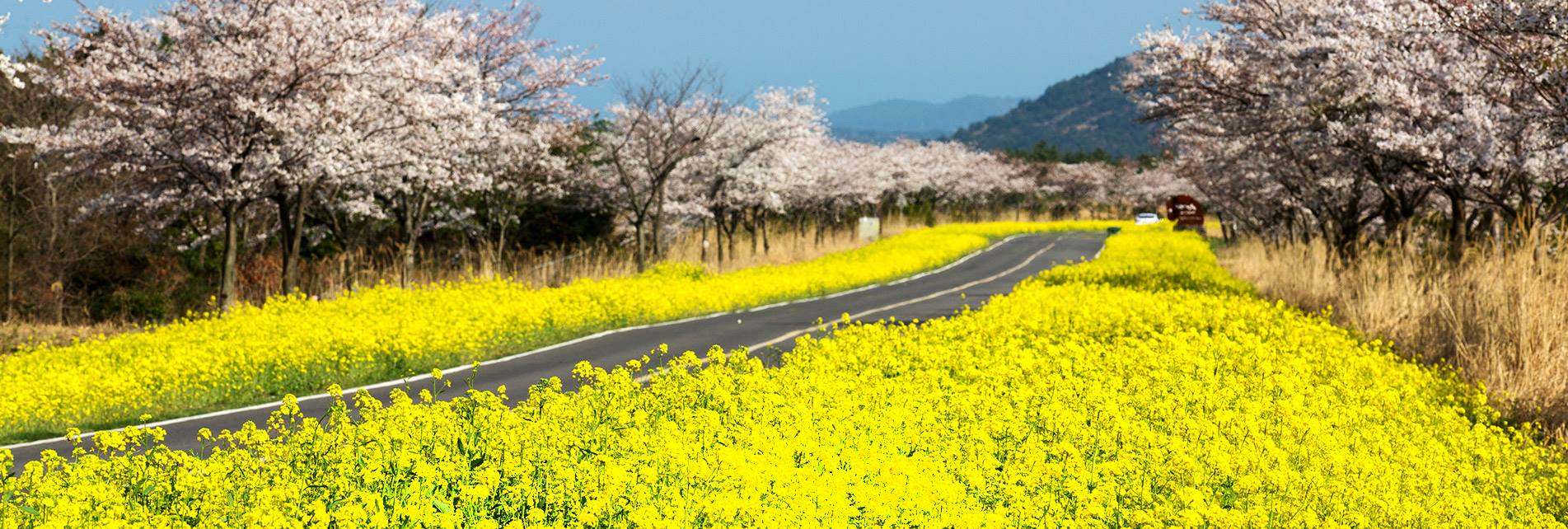 濟州島鹿山路 油菜花與櫻花的季節 來源:fb@제주관광공사 春天的濟州島 油菜花與櫻花的季節 來源:fb@제주관광공사