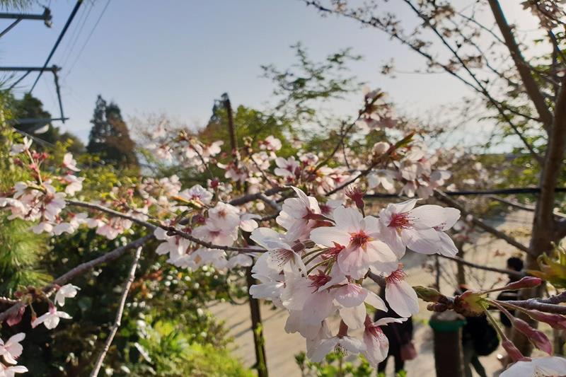 拉拉山恩愛農場櫻花(照片來源:拉拉山恩愛農場官方粉專)https://bit.ly/2RYbQOc 拉拉山恩愛農場櫻花(照片來源:拉拉山恩愛農場官方粉專)https://bit.ly/2RYbQOc