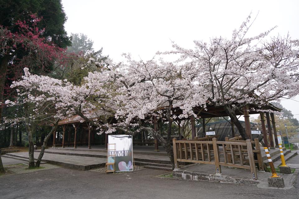 祝山車站迎日出賞櫻花 來源:fb@阿里山國家森林遊樂區 祝山車站迎日出賞櫻花 來源:fb@阿里山國家森林遊樂區