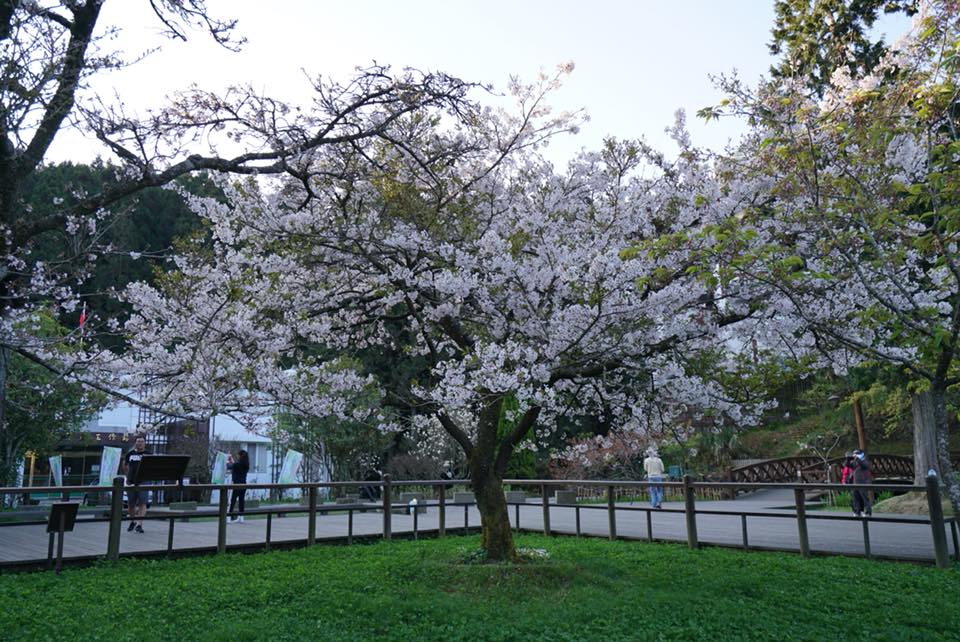 阿里山工作站前的指標櫻花樹「櫻王」 來源:fb@阿里山國家森林遊樂區 阿里山工作站前的指標櫻花樹「櫻王」 來源:fb@阿里山國家森林遊樂區