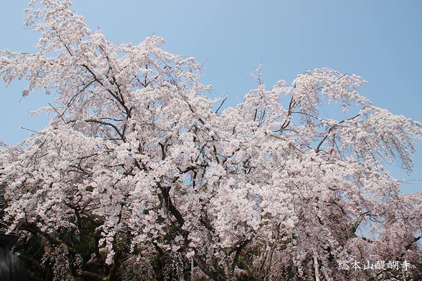 「枝垂櫻」結合櫻花嬌媚和垂柳的姿態。(圖片取自総本山醍醐寺FB粉絲團) 「枝垂櫻」結合櫻花嬌媚和垂柳的姿態。(圖片取自総本山醍醐寺FB粉絲團)
