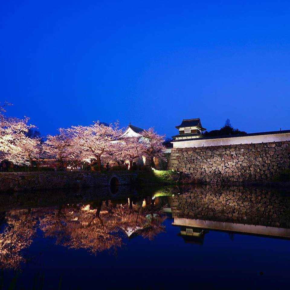 九州櫻花景點:舞鶴公園 來源:fb@@infosakura2012 九州櫻花景點:舞鶴公園 來源:fb@@infosakura2012
