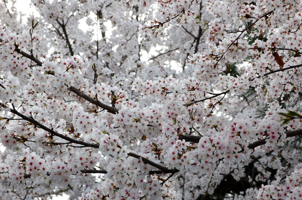 一山湖水公園 來源:flickr@jonggugi88 一山湖水公園 來源:flickr@jonggugi88