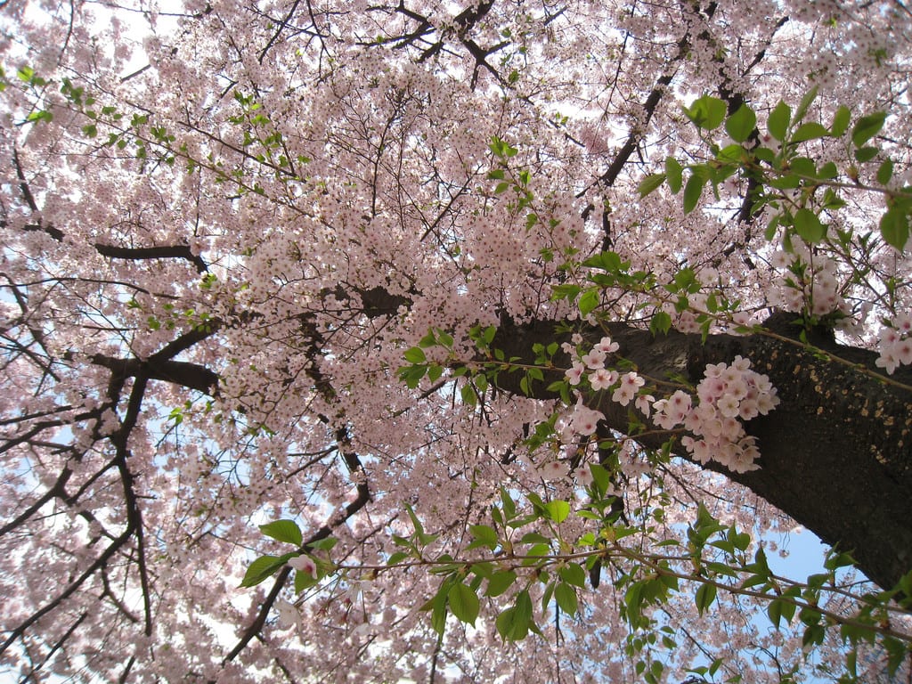 仁川自由公園 來源:flickr@Klayton Kim 仁川自由公園 來源:flickr@Klayton Kim