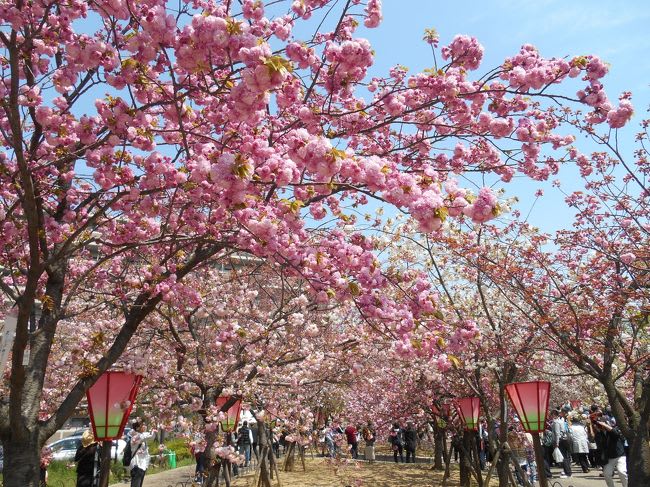 上百種櫻花形成美麗的櫻花隧道。(圖片取自cdn.4travel.jp) 上百種櫻花形成美麗的櫻花隧道。(圖片取自cdn.4travel.jp)