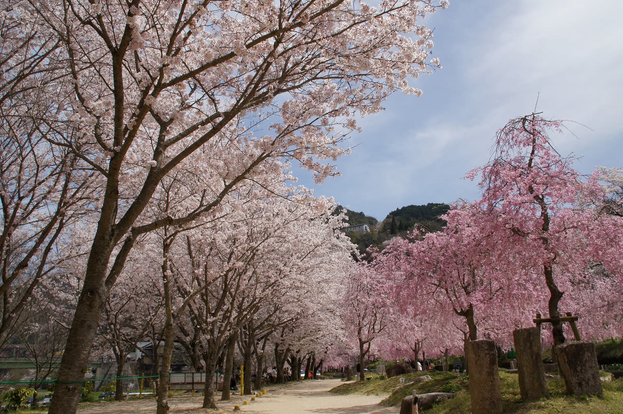 笠置山的櫻花盛開，畫面之美深烙於心。（圖片取自http://svcstrg.navitime.jp）