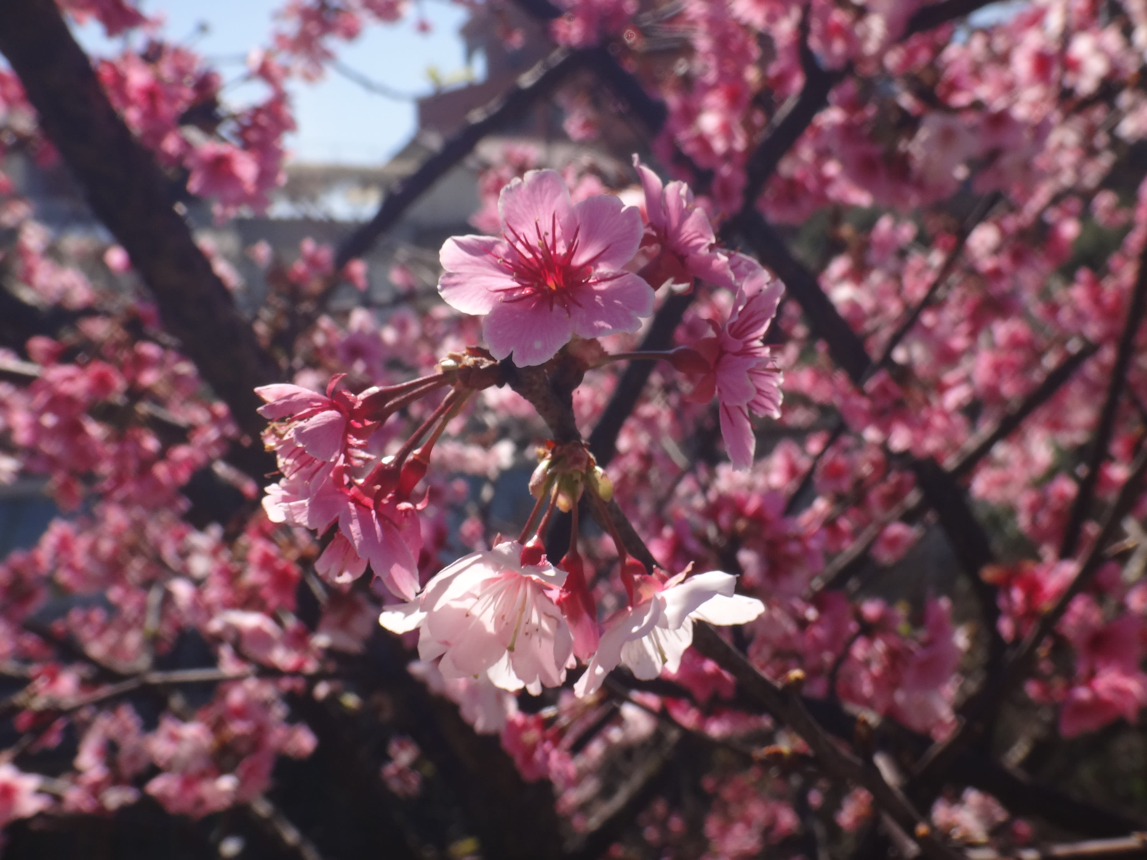 內湖樂活公園-寒櫻