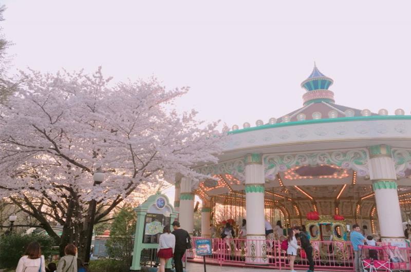 E WORLD星光櫻花節(照片來源:E WORLD內容企劃組)http://www.eworld.kr/main/main.htm E WORLD星光櫻花節(照片來源:E WORLD內容企劃組)http://www.eworld.kr/main/main.htm