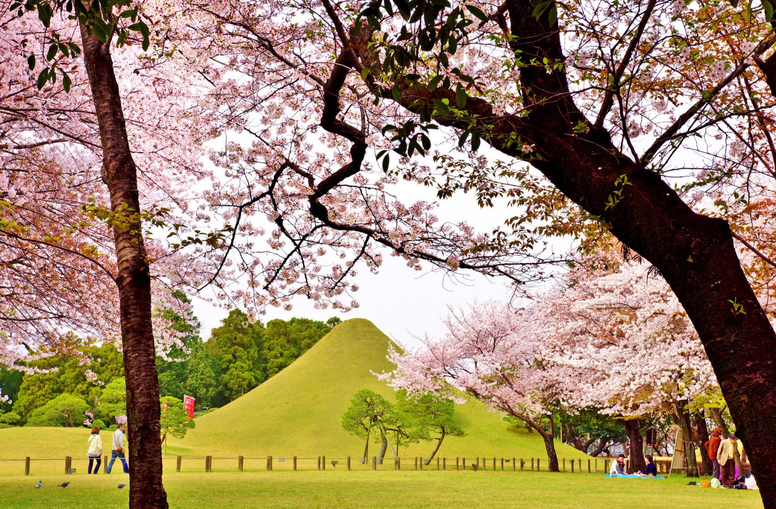 九州櫻花景點：水前寺成趣園 來源：https://kumamoto-guide.jp/tw/