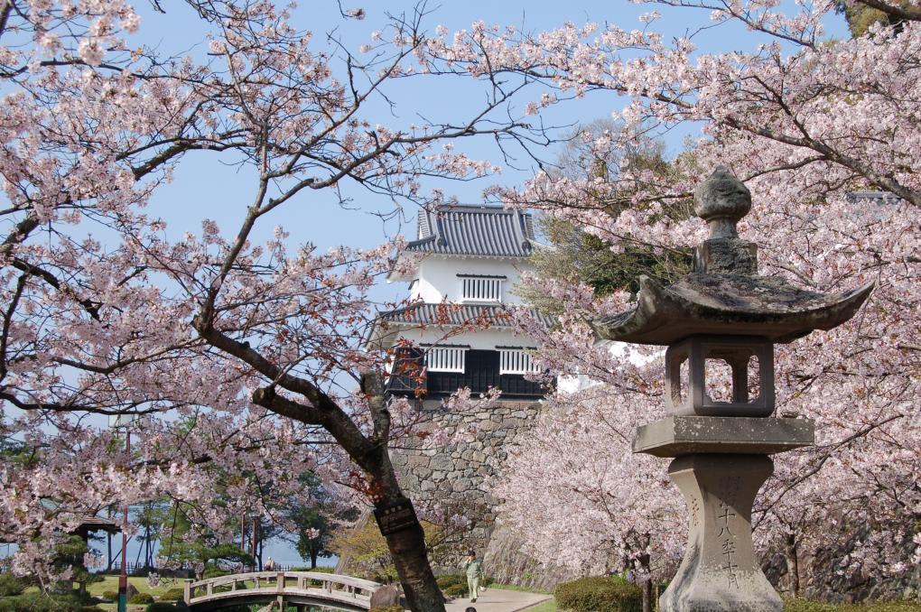 九州櫻花景點：大村公園 來源：https://www.nagasaki-tabinet.com/